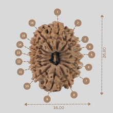 Load image into Gallery viewer, 16 Mukhi Rudraksha(Nepali)