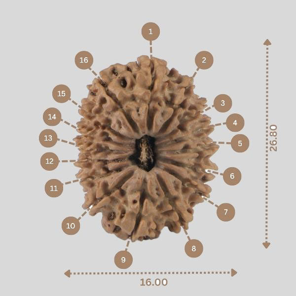 16 Mukhi Rudraksha(Nepali)