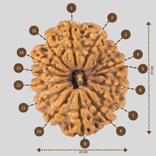 Load image into Gallery viewer, 15 Mukhi Rudraksha(Nepali)