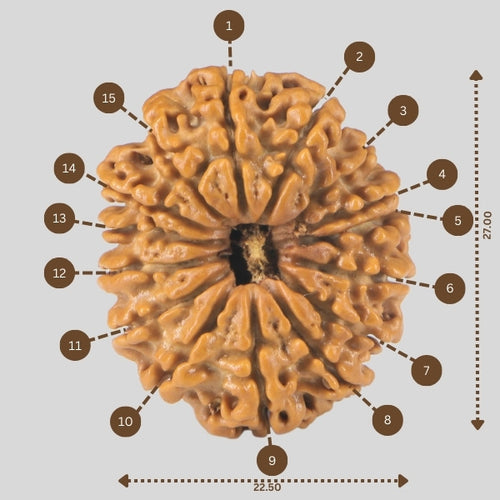 15 Mukhi Rudraksha(Nepali)