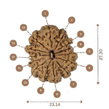 Load image into Gallery viewer, 14 Mukhi Rudraksha - Nepali Vendor Rudradhyay