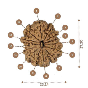 14 Mukhi Rudraksha - Nepali Vendor Rudradhyay