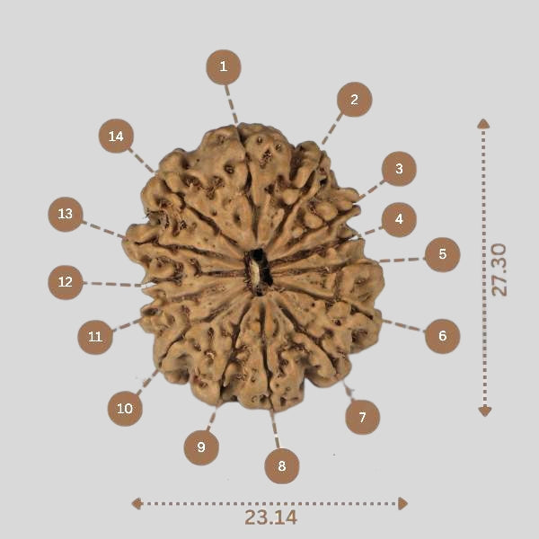 14 Mukhi Rudraksha - Nepali Vendor Rudradhyay