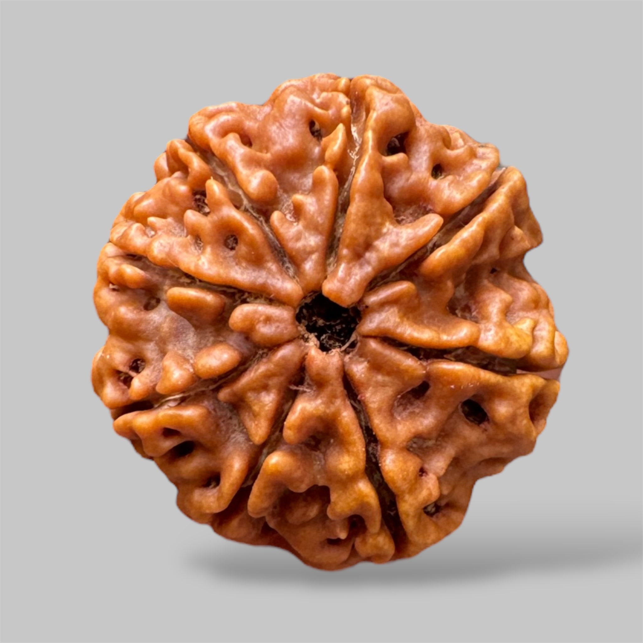 8 mukhi rudraksha