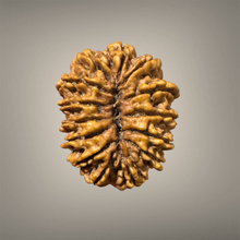 Load image into Gallery viewer, 14 Mukhi Rudraksha - Nepali - Rudradhyay