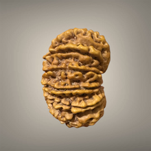 Load image into Gallery viewer, 14 Mukhi Rudraksha - Nepali - Rudradhyay