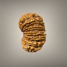 Load image into Gallery viewer, 14 Mukhi Rudraksha - Nepali - Rudradhyay