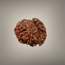 Load image into Gallery viewer, 1 Mukhi Sawar Rudraksha(Nepali) - Rudradhyay