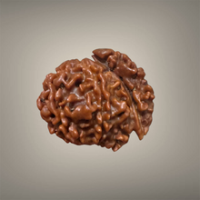 Load image into Gallery viewer, 1 Mukhi Sawar Rudraksha(Nepali) - Rudradhyay