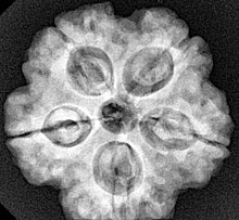 Load image into Gallery viewer, 5 Mukhi Rudraksha(Nepali) - Big Size with X-ray report