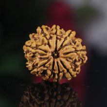 Load image into Gallery viewer, 9 Mukhi Rudraksha (Nepali) - Medium with X-ray report