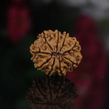 Load image into Gallery viewer, 9 Mukhi Rudraksha (Nepali) - Medium with X-ray report