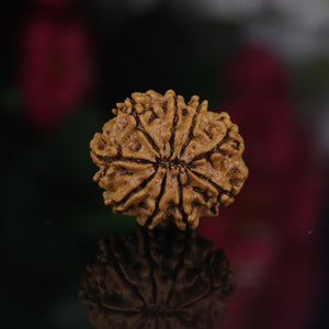 9 Mukhi Rudraksha (Nepali) - Medium with X-ray report