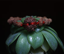 Load image into Gallery viewer, 13 Mukhi Bracelet - Nepali &amp; Indonesian Beads Combo.