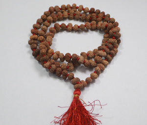 14 Mukhi Rudraksha Mala - Indonesian