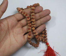 Load image into Gallery viewer, 14 Mukhi Rudraksha Mala - Indonesian