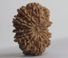 Load image into Gallery viewer, 14 Mukhi Rudraksha(Nepali) - Collector Size