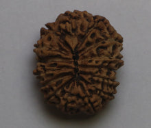 Load image into Gallery viewer, 15 Mukhi Rudraksha(Indonesian) - Collector Size