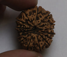 Load image into Gallery viewer, 15 Mukhi Rudraksha(Indonesian) - Collector Size