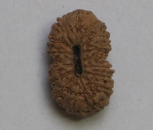 Load image into Gallery viewer, 16 Mukhi Rudraksha(Indonesian) - Collector Bead