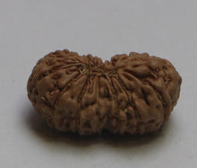 Load image into Gallery viewer, 16 Mukhi Rudraksha(Indonesian) - Collector Bead