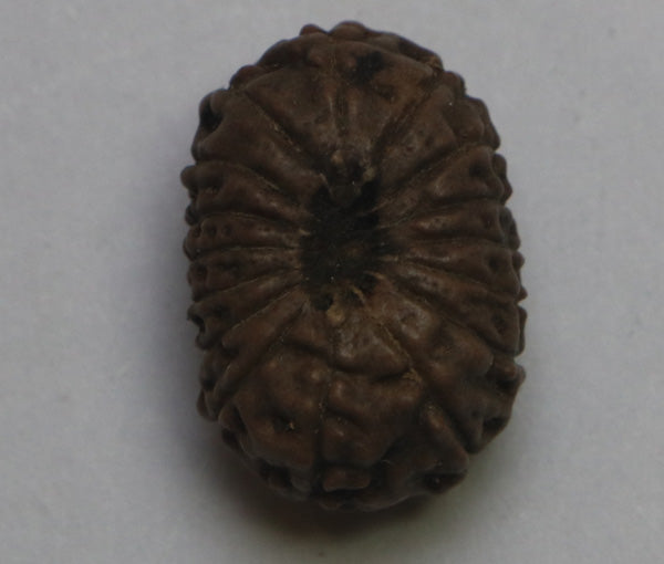 16 Mukhi Rudraksha Indonesian Medium Size Rudradhyay 16-mukhi-rudraksha-indonesian-medium-size-rudradhyay