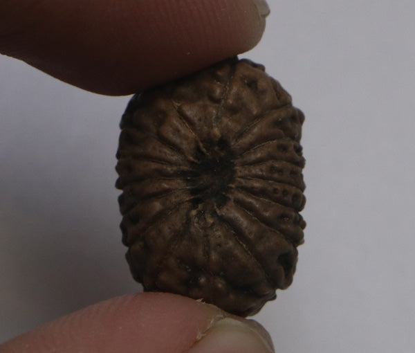 16 Mukhi Rudraksha Indonesian Medium Size Rudradhyay 16-mukhi-rudraksha-indonesian-medium-size-rudradhyay