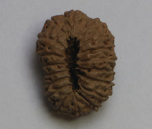 Load image into Gallery viewer, 17 Mukhi Rudraksha(Indonesian) - Collector Size