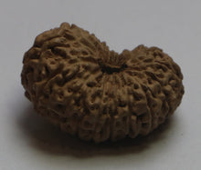 Load image into Gallery viewer, 17 Mukhi Rudraksha(Indonesian) - Collector Size
