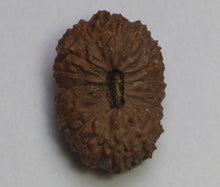 Load image into Gallery viewer, 18 Mukhi Rudraksha(Indonesian) - Collector Size