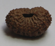 Load image into Gallery viewer, 18 Mukhi Rudraksha(Indonesian) - Collector Size
