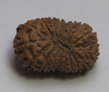 Load image into Gallery viewer, 19 Mukhi Rudraksha(Indonesian) - Collector Size