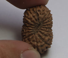 Load image into Gallery viewer, 19 Mukhi Rudraksha(Indonesian) - Collector Size