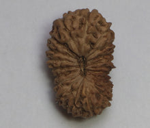 Load image into Gallery viewer, 20 Mukhi Rudraksha(Indonesian) - Collector Size