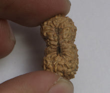 Load image into Gallery viewer, 21 Mukhi Rudraksha(Indonesian) - Collector Size