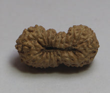 Load image into Gallery viewer, 21 Mukhi Rudraksha(Indonesian) - Collector Size
