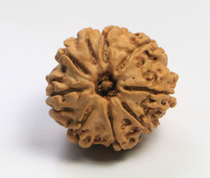 9 Mukhi Rudraksha (Nepali) - Small bead with X-ray