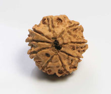 Load image into Gallery viewer, 9 Mukhi Rudraksha (Nepali) - Small bead with X-ray