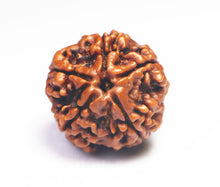Load image into Gallery viewer, 5 Mukhi Rudraksha(Nepali) - Big Size with X-ray report