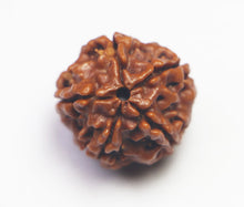 Load image into Gallery viewer, 5 Mukhi Rudraksha(Nepali) - Small Size with X-ray report