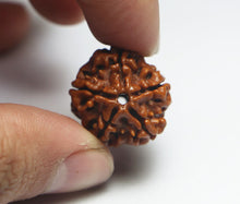 Load image into Gallery viewer, 5 Mukhi Rudraksha(Nepali) - Small Size with X-ray report