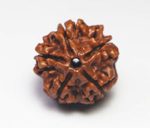 Load image into Gallery viewer, 5 Mukhi Rudraksha(Nepali) - Medium Size with X-ray report