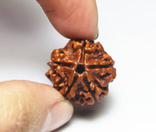 Load image into Gallery viewer, 5 Mukhi Rudraksha(Nepali) - Medium Size with X-ray report