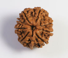 Load image into Gallery viewer, 8 mukhi Rudraksha (Nepal) - Medium with X-ray report