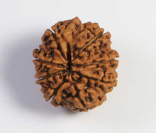 Load image into Gallery viewer, 8 mukhi Rudraksha (Nepal) - Medium with X-ray report