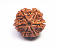 Load image into Gallery viewer, 6 Mukhi Rudraksha(Nepali) - Small Size with X-ray report
