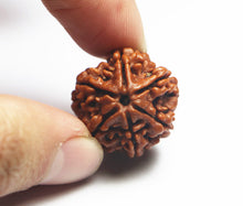 Load image into Gallery viewer, 6 Mukhi Rudraksha(Nepali) - Small Size with X-ray report