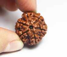 Load image into Gallery viewer, 6 Mukhi Rudraksha(Nepali) - Medium Size with X-ray report.