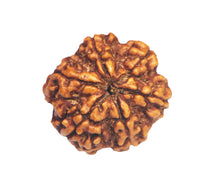 Load image into Gallery viewer, 6 Mukhi Rudraksha(Nepali) - Big Size with X-ray report.