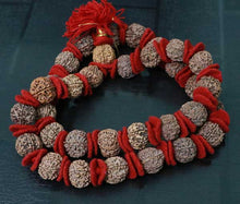 Load image into Gallery viewer, 32+1 Beads 7 Mukhi Nepali Rudraksha Kantha